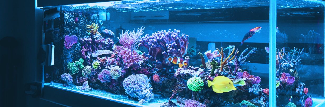 aquarium-maintenance-digital-marketing-agency