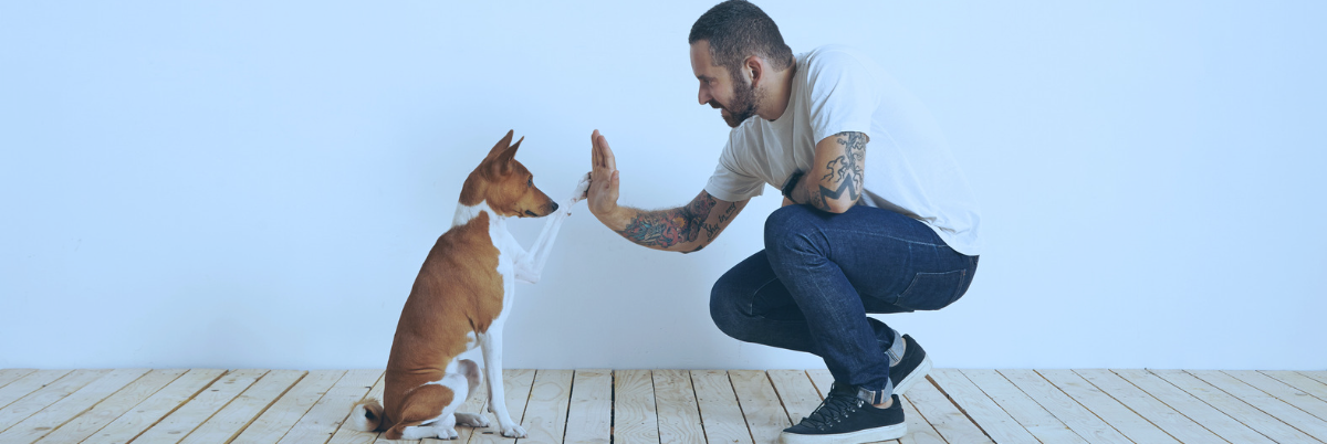 dog-training-digital-marketing-agency